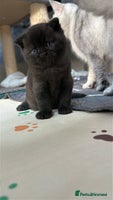 British Shorthair cats - Advert 4