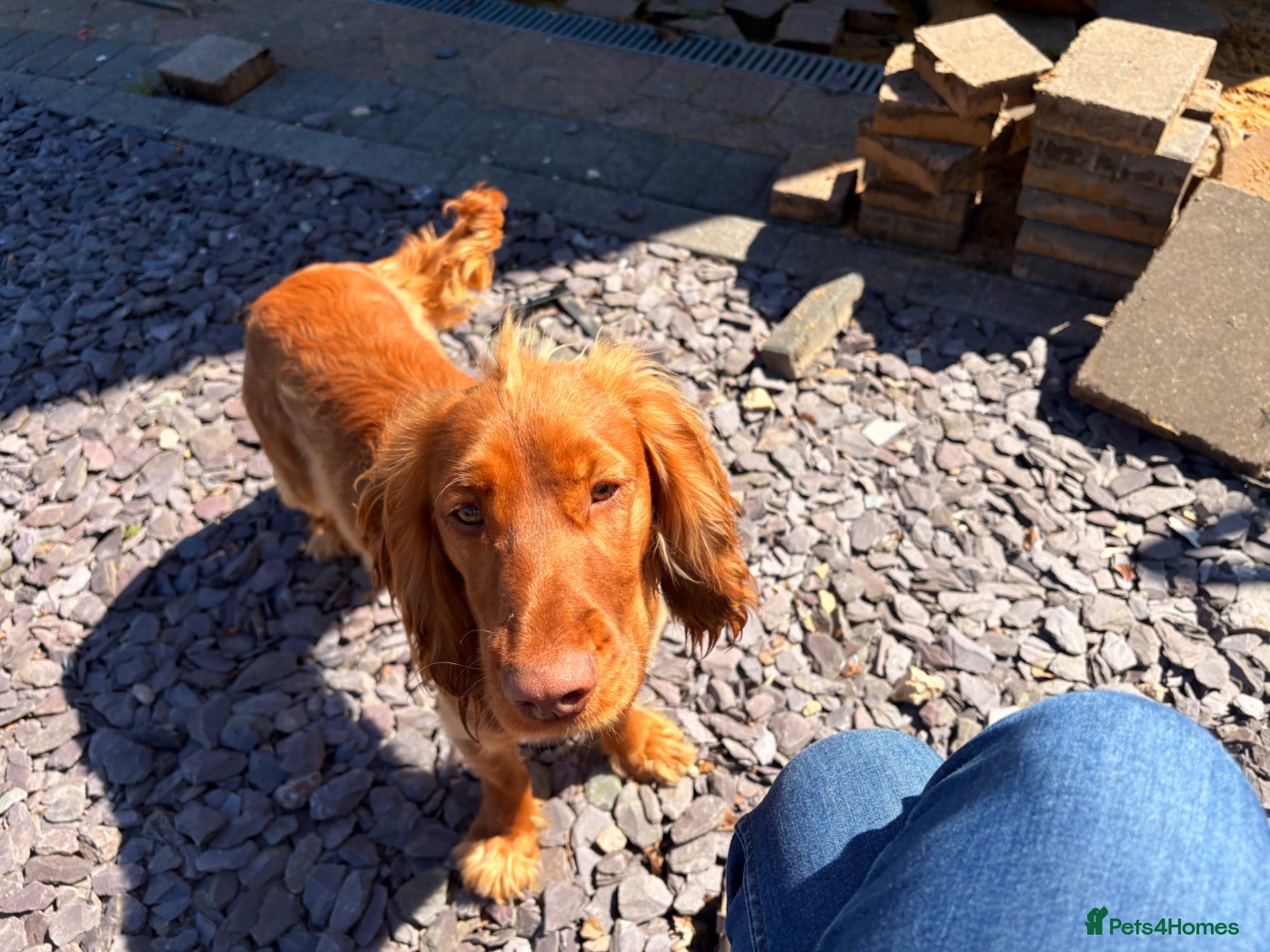 Cocker Spaniel dogs Cocker Spaniel for rehoming - Advert 4