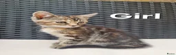 Maine Coon cats for sale: Beautiful 3/4 Maine Coon cross Kittens - Advert 16