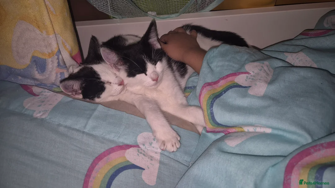 Mixed Breed cats for sale: Batty & Rosie - Advert 1