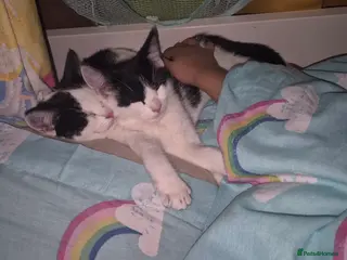 Mixed Breed cats Batty & Rosie - Advert 1