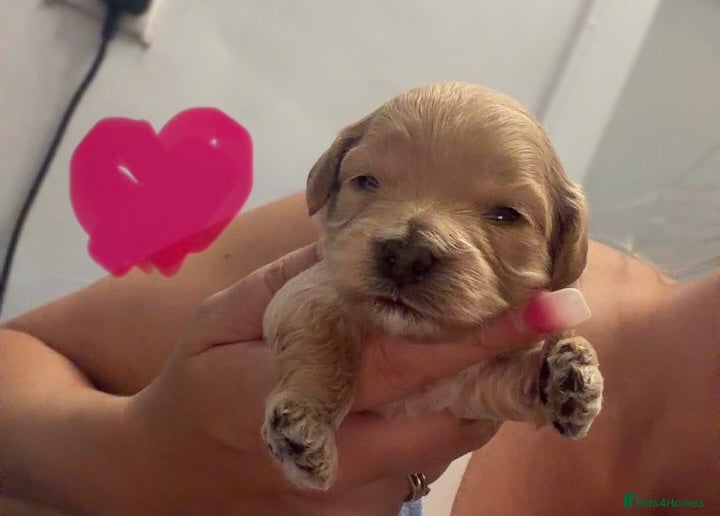 Maltipoo dogs 🩷💙Tiny Maltipoos,KC dna health clear parents 🥰 - Advert 2