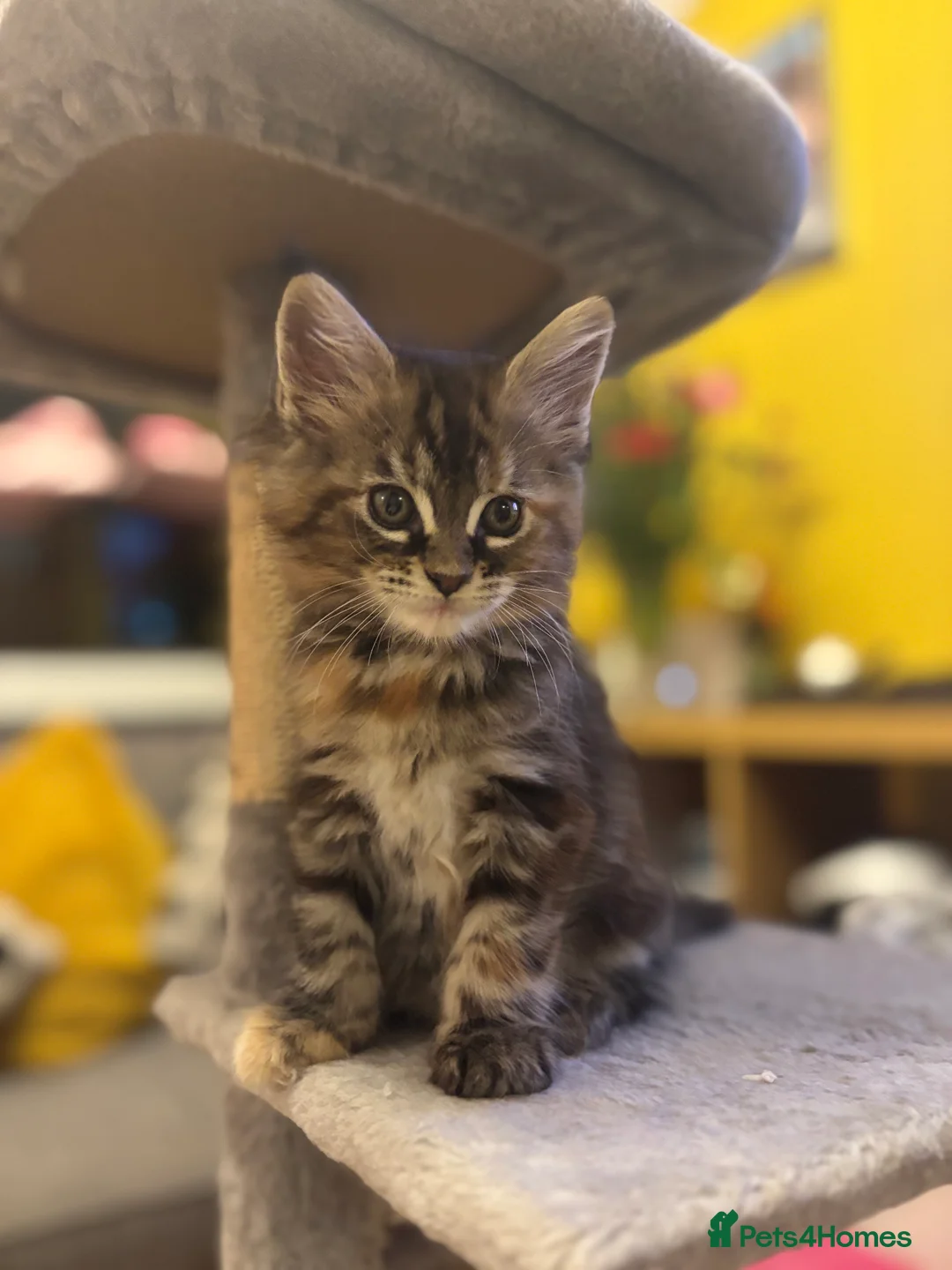 Maine Coon cats for sale: 4 Maine Coon kittens looking for a loving home  - Advert 6
