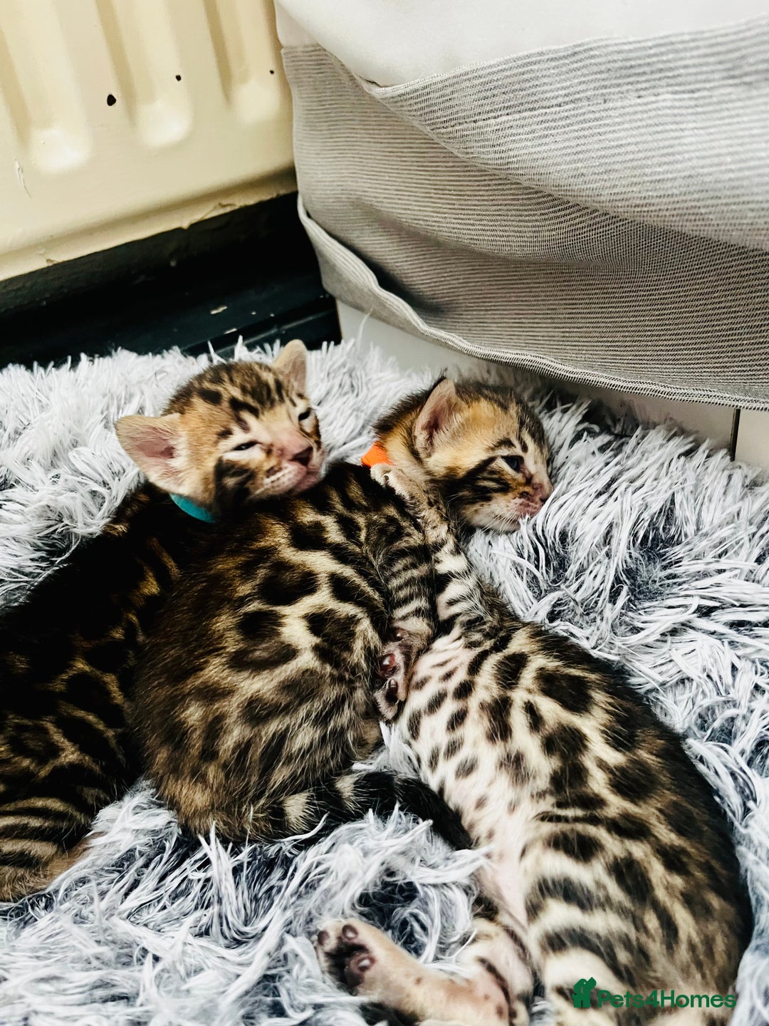 Bengal cats for sale: Beautiful bengal kittens for sale, 2boys available - Advert 7