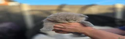 British Shorthair cats for sale: BEAUTIFUL BRITISH SHORTHAIR KITTENS  - Advert 19