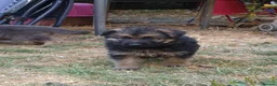 German Shepherd dogs for sale: German Shepherd puppies all colours ready end Aug - Advert 4