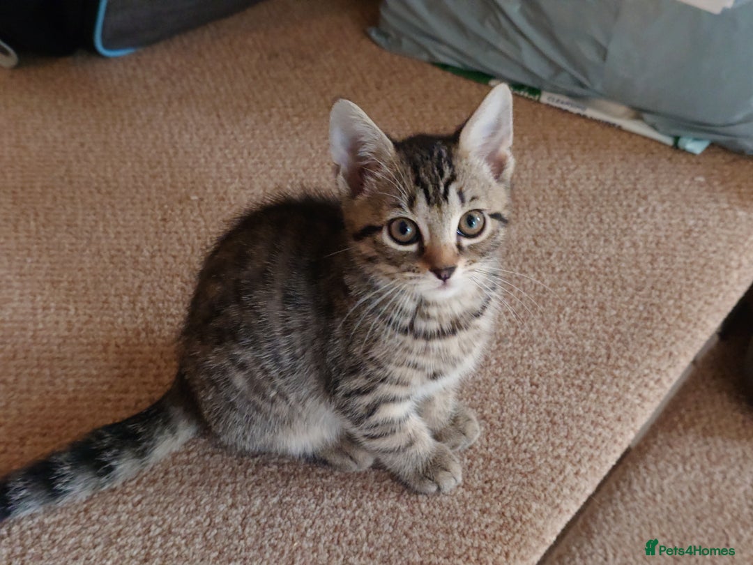 Mixed Breed cats for sale: 6 kittens of a Persian mum with Tuft ears. - Advert 14