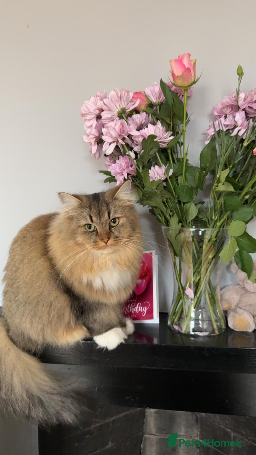 British Longhair cats for sale: Rehoming Purebred British Longhair  - Image 4