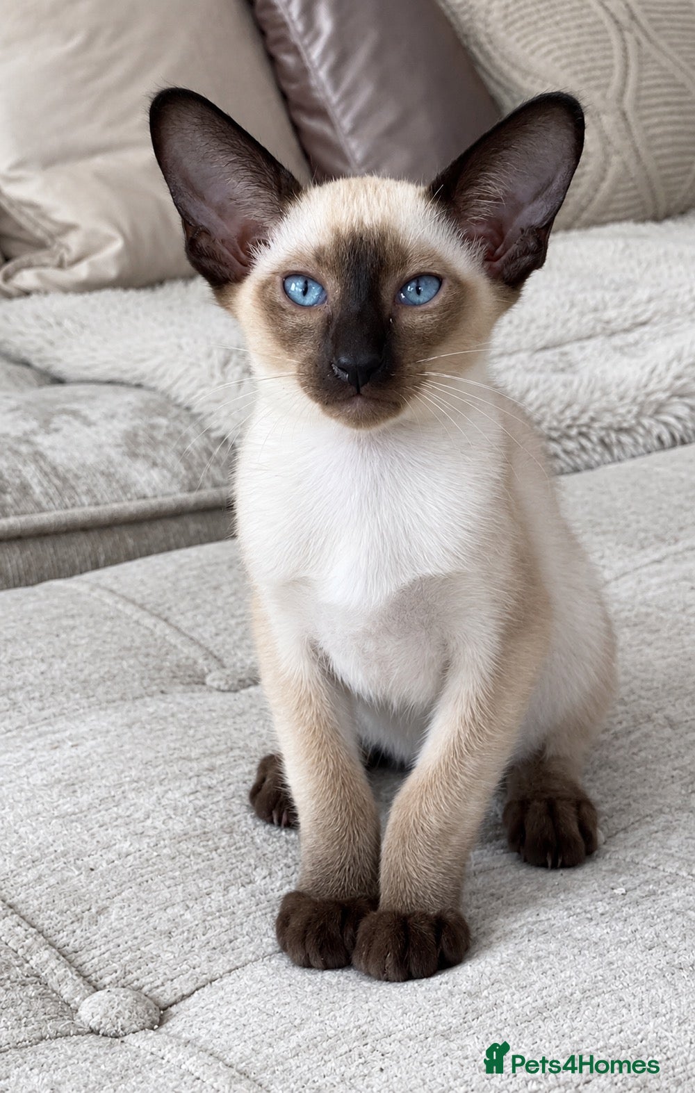 Oriental cats Male Chocolate point  - Advert 3