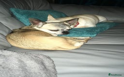 Chihuahua dogs for sale: 2 Chihuahua's needing to be re-homed - Image 4
