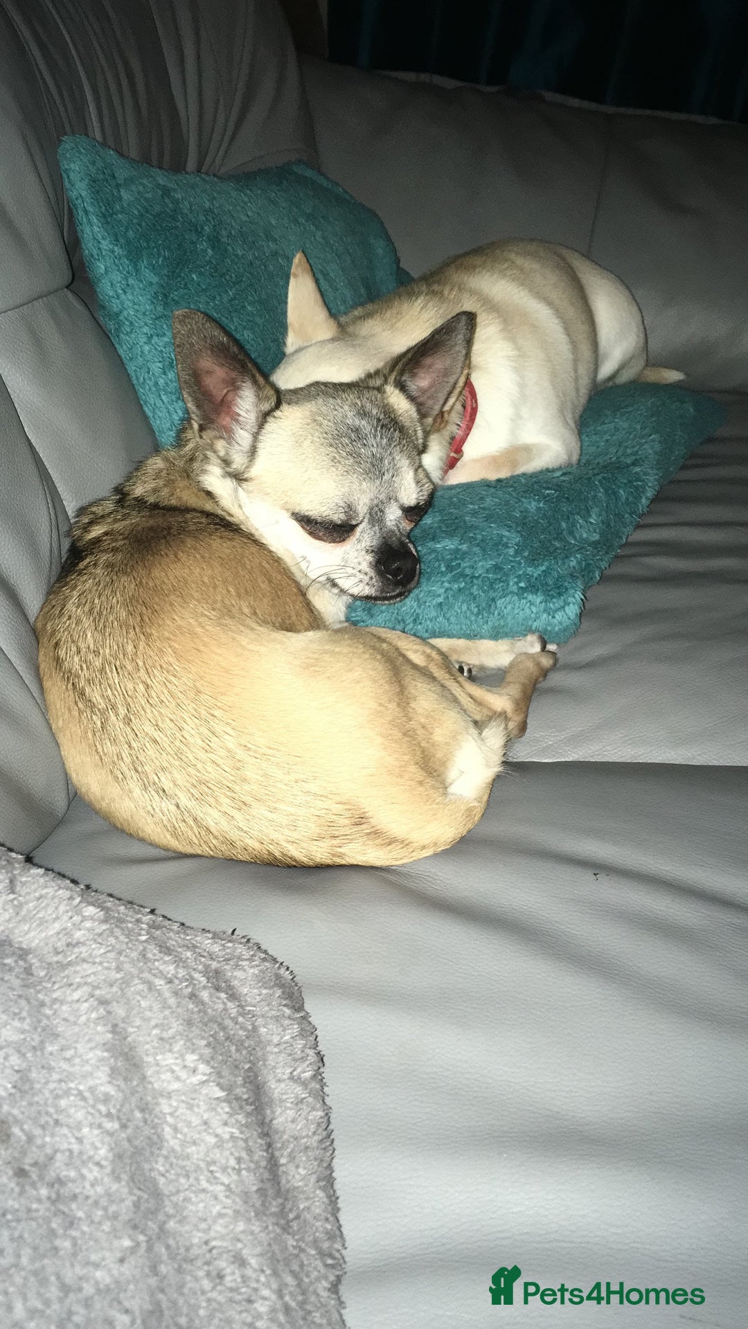 Chihuahua dogs for sale: 2 Chihuahua's needing to be re-homed - Image 4