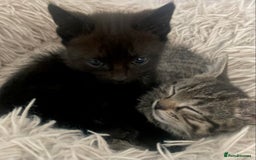 Mixed Breed cats for sale: Kittens for Sale - Image 13