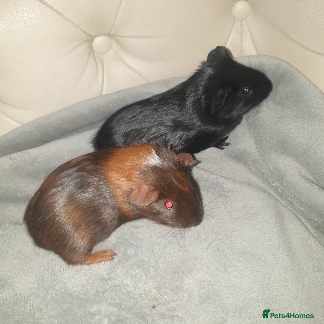 Guinea Pig rodents for sale: Baby guinea pigs - Image 4
