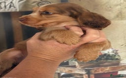 Cocker Spaniel dogs for sale: Kc registered Adorable Show cocker   puppy’s 🐶🐶 - Image 12