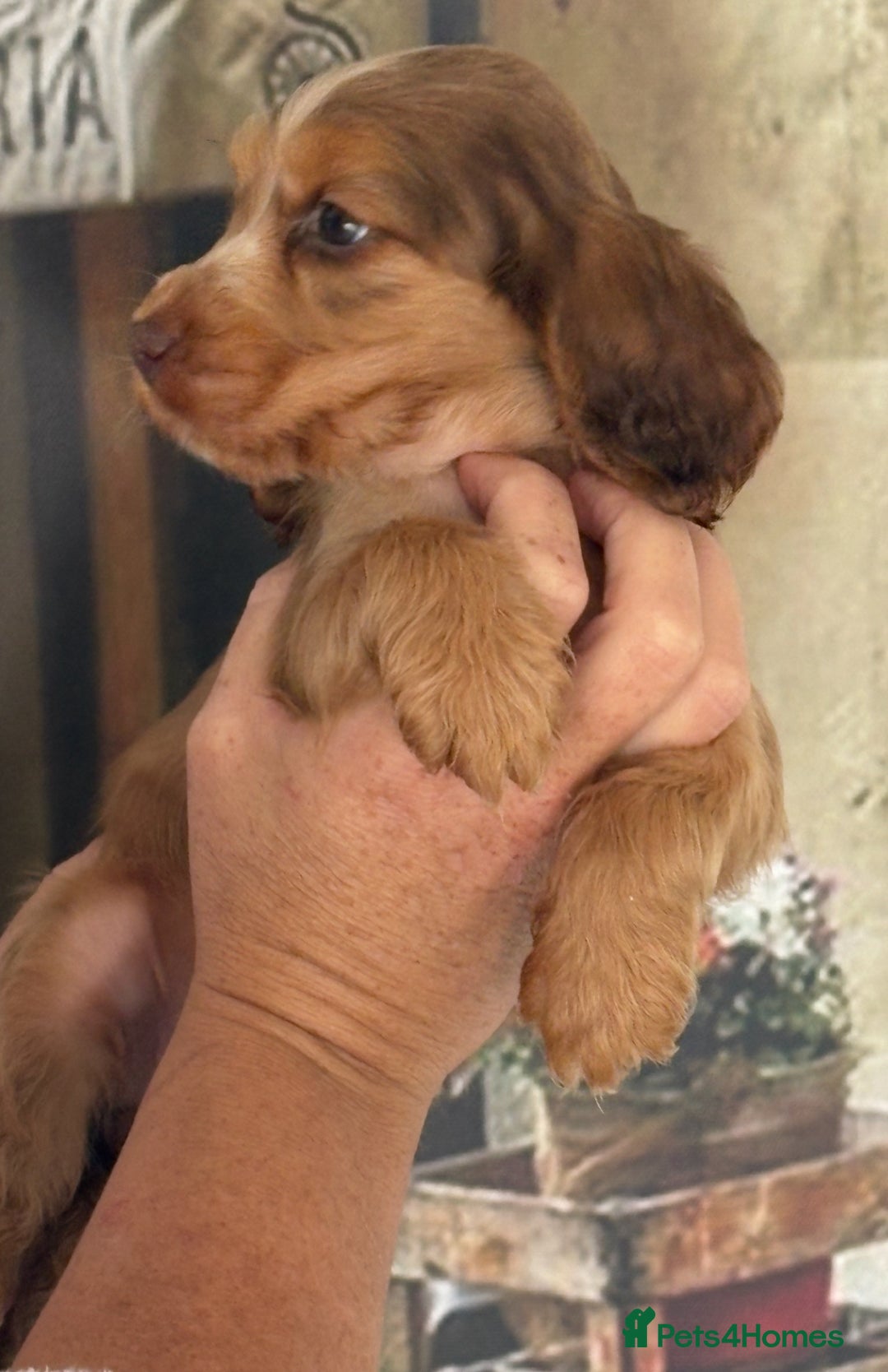 Cocker Spaniel dogs for sale: Kc registered Adorable Show cocker   puppy’s 🐶🐶 - Image 12