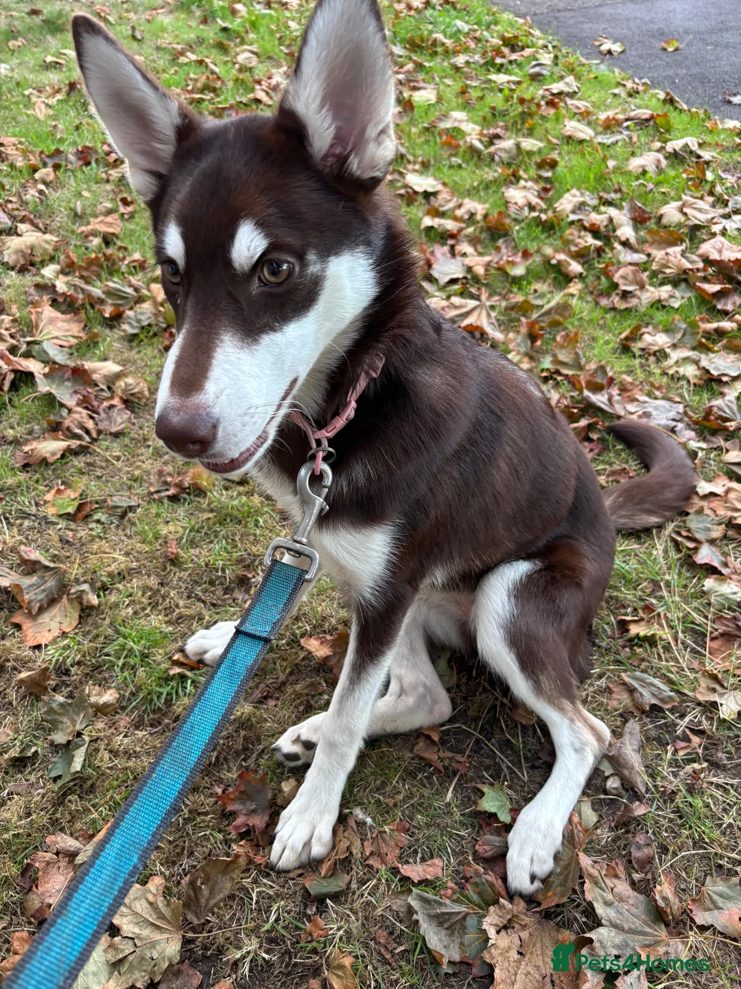 Mixed Breed dogs for sale: Husky puppy needs a new home - Advert 2