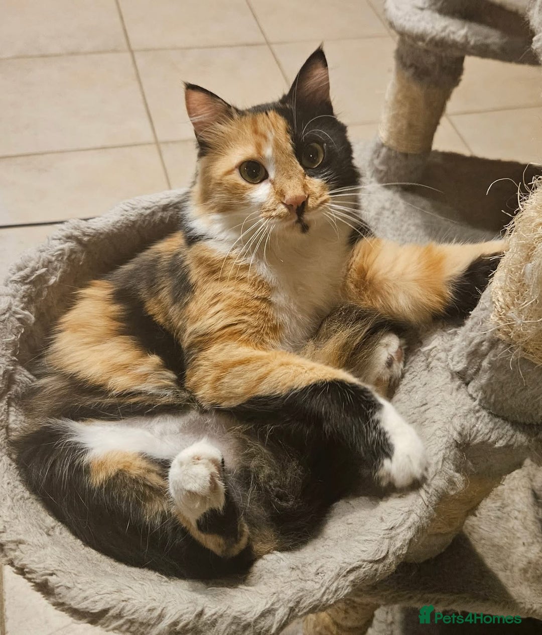 Mixed Breed cats for sale: Beautiful Princesa  - Image 3