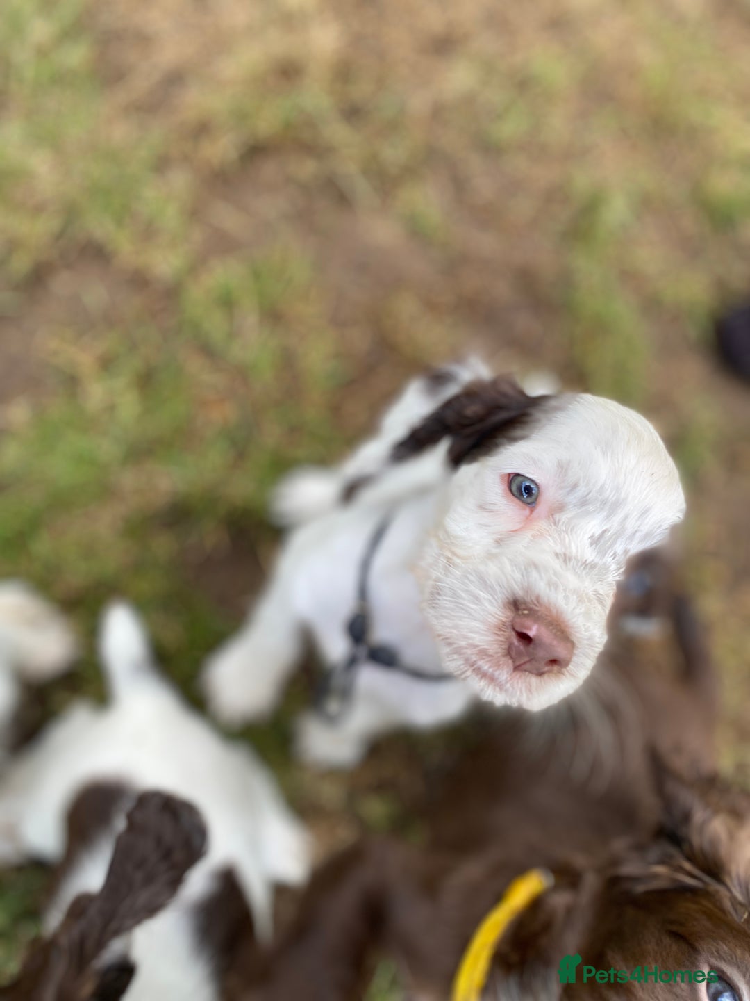 Sprocker dogs for sale: Beautiful F1 Sprocker Spaniel Puppies. in King's Lynn - Image 6