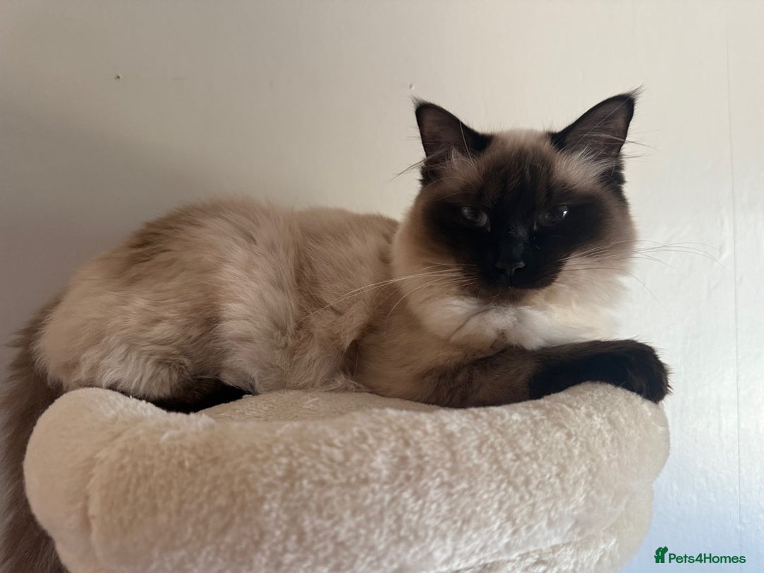 Ragdoll cats for sale: Ragdoll kittens available for sale - Advert 11