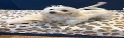 Bichon Frise dogs for sale: Meet our two little bundles of joy! - Advert 5