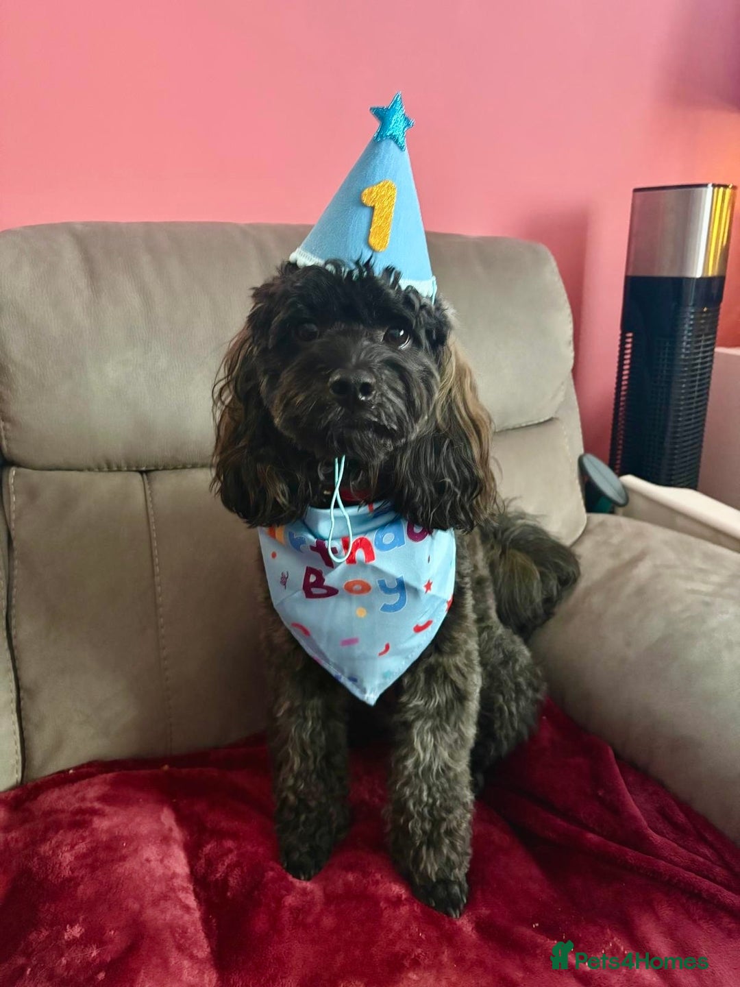 Cavapoo dogs for sale: Extensively Health Tested Cavapoo Pups - List Open - Advert 18