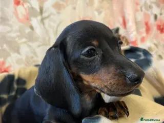 Dachshund dogs MINIATURE DACHSHUND BOY PUPPY - Advert 1