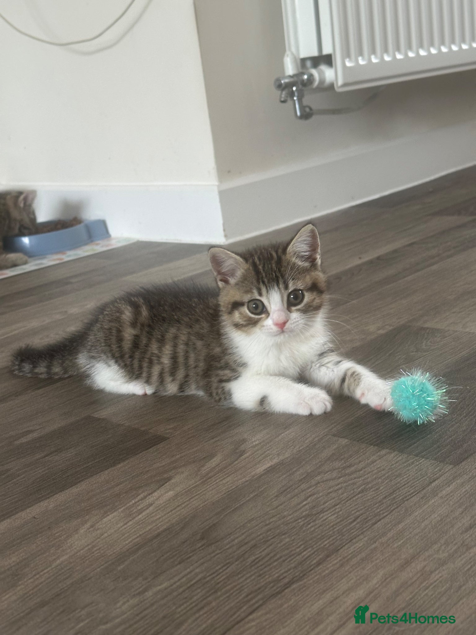 Mixed Breed cats for sale: British Shorthair / Mixed kittens  - Advert 11