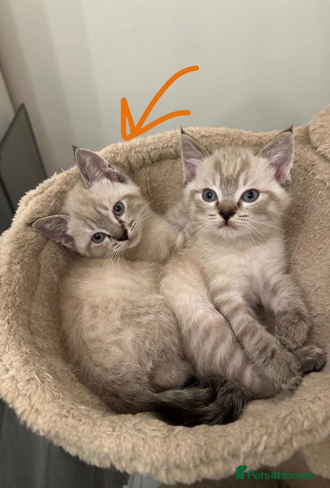 Ragdoll cats for sale: Baby Boy ragdoll kitten - READY NOW  - Advert 1