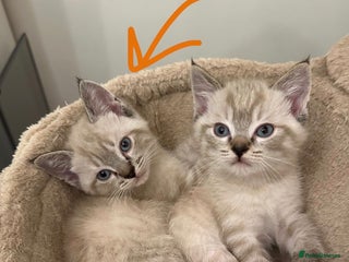 Ragdoll cats Baby Boy ragdoll kitten - READY NOW - Advert 18