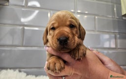 Labrador Retriever dogs for sale: Stunning Fox Red Labrador - Available 2nd Dec - Image 4