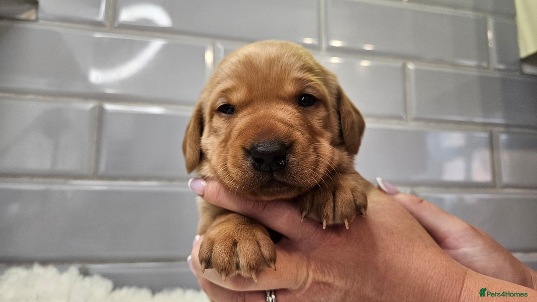 Labrador Retriever dogs for sale: Stunning Fox Red Labrador - Available 2nd Dec - Image 4