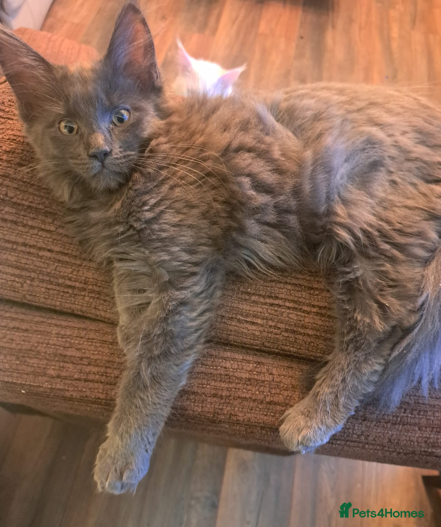 Maine Coon cats *REDUCED* Blue Pedigree Maine coon GCCF Kitten  - Advert 10