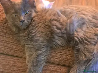 Maine Coon cats *REDUCED* Blue Pedigree Maine coon GCCF Kitten - Advert 10
