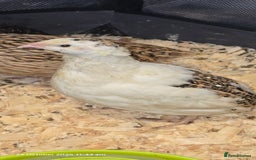 Quail poultry for sale: 🌟 Adult Quails for Sale! 🌟 - Image 9