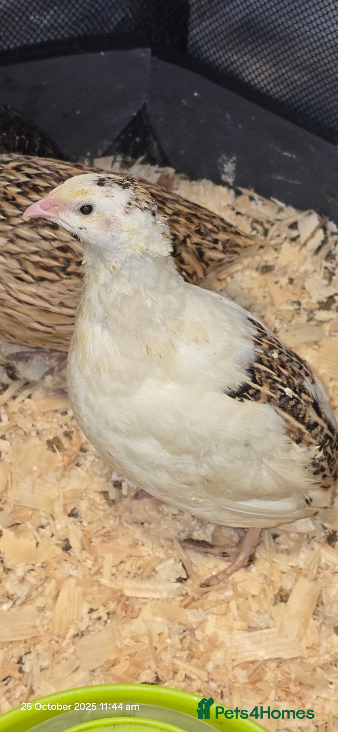 Quail poultry for sale: 🌟 Adult Quails for Sale! 🌟 - Image 9