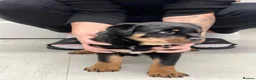 Rottweiler dogs for sale: ROTTWEILER PUPPIES "ready to go" - Advert 18