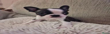 Boston Terrier Puppy 3