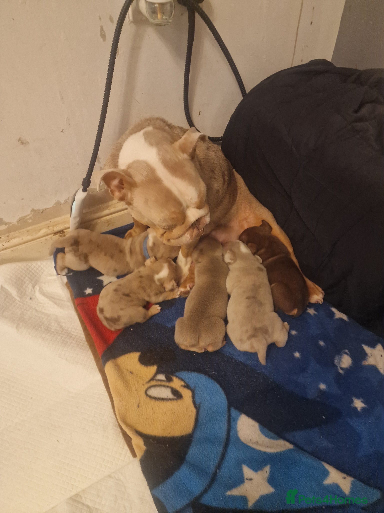 Mixed Breed dogs Olde Thyme Bulldog X Olde English Puppies - Advert 4