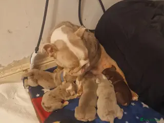 Mixed Breed dogs Olde Thyme Bulldog X Olde English Puppies - Advert 4