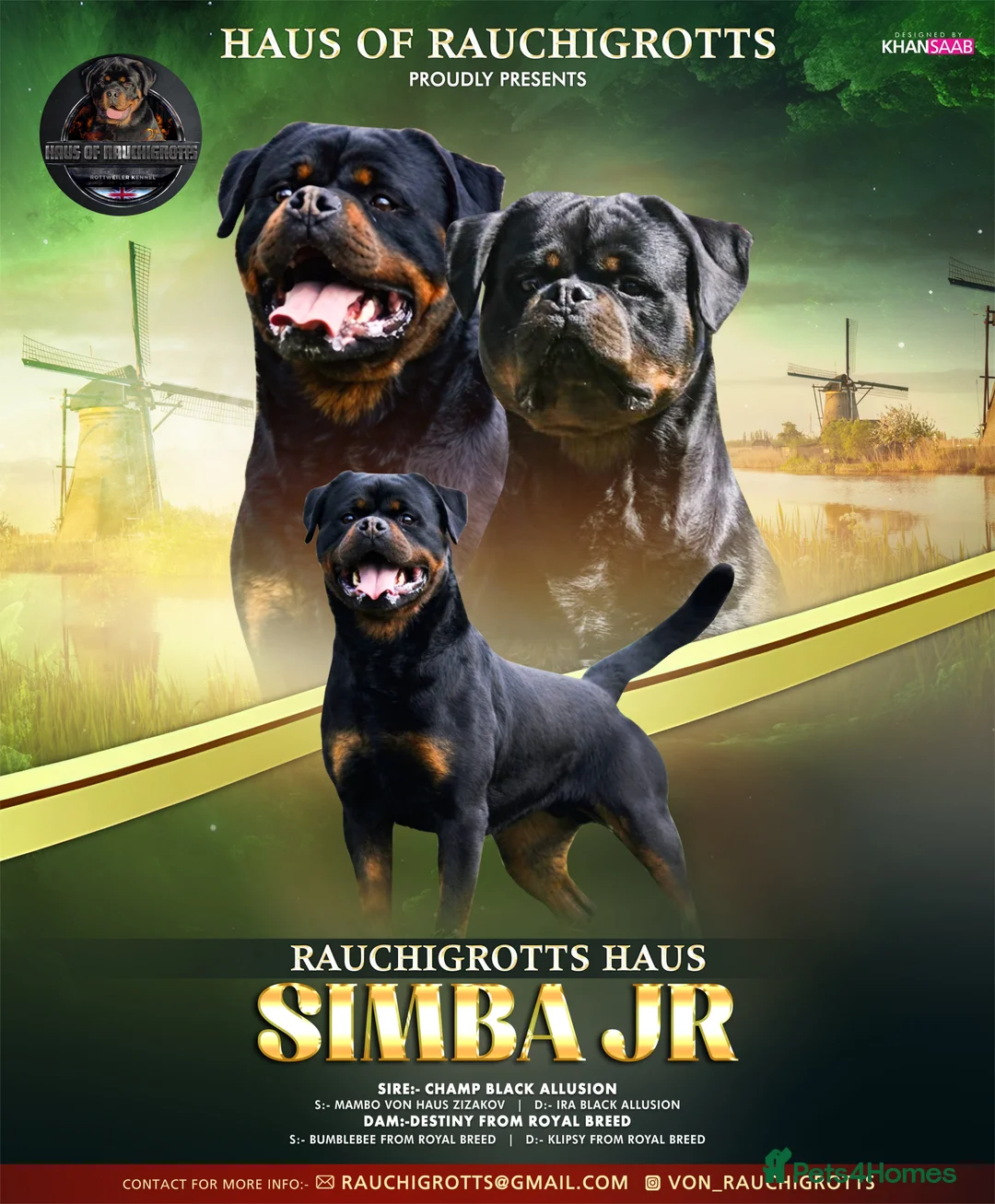 Rottweiler dogs for stud: Top KC Registered Rottweiler Stud Simba - Advert 1