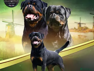 Rottweiler dogs Top KC Registered Rottweiler Stud Simba - Advert 1