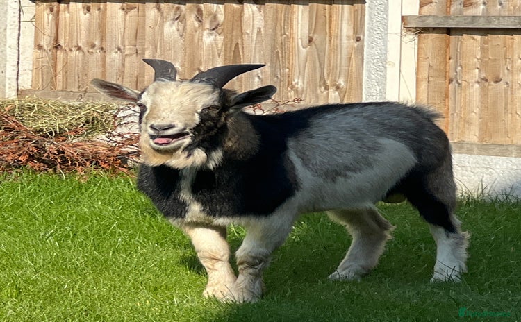 Goats livestock - Advert 3