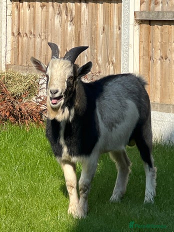 Goats livestock - Advert 3