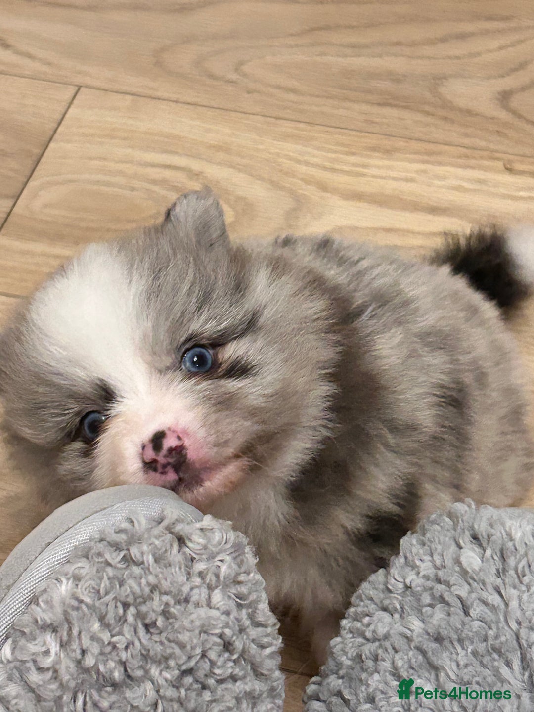 Pomeranian dogs for sale: Pomeranians - ONLY BLACK BOY LEFT - Advert 23