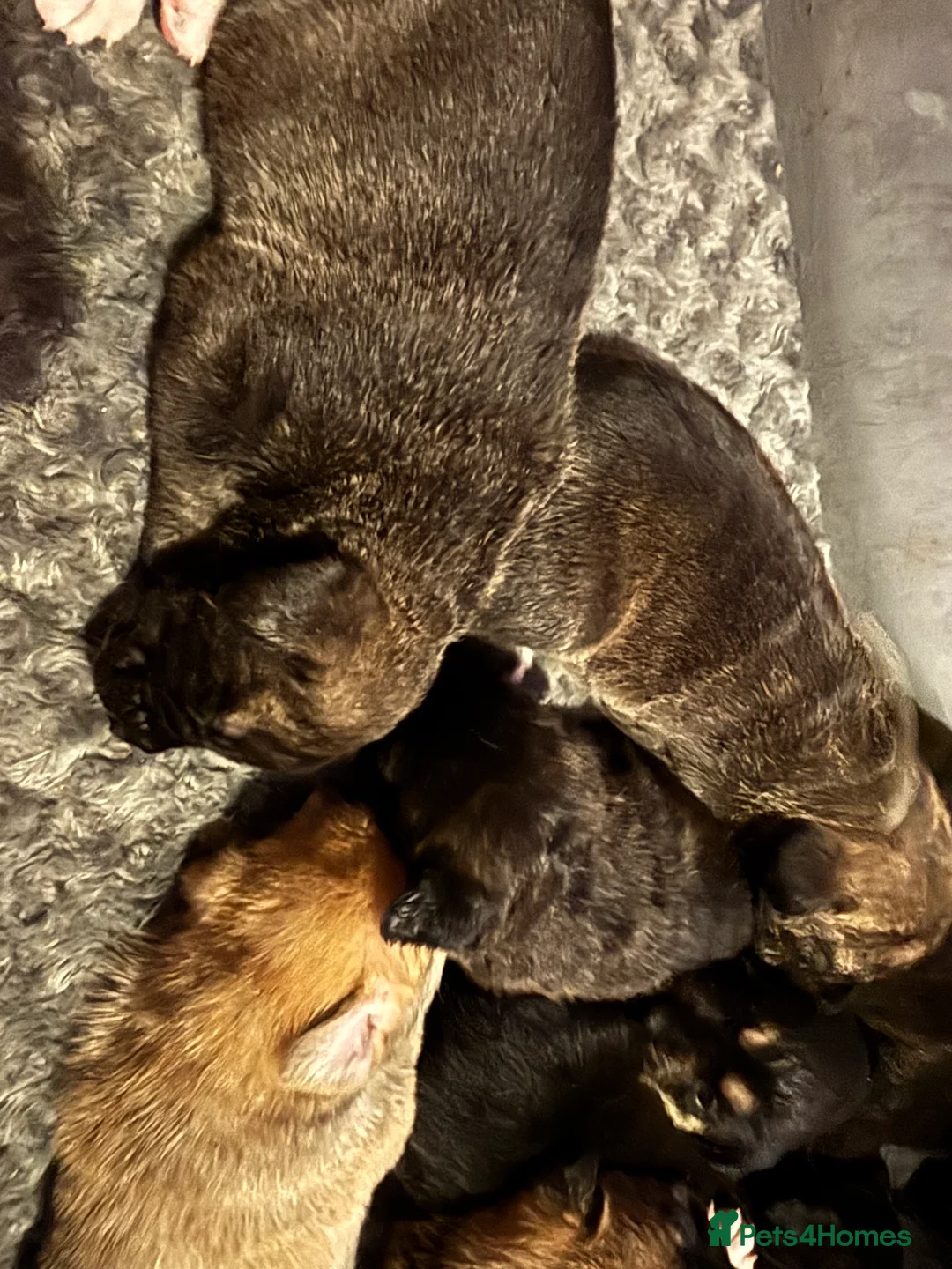 Mixed Breed dogs for sale: 10 beautiful puppies canecorso X huskyakita - Advert 28