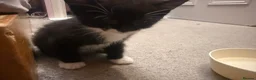 Domestic Shorthair cats for sale: 3 female kittens  in Gillingham - Advert 1