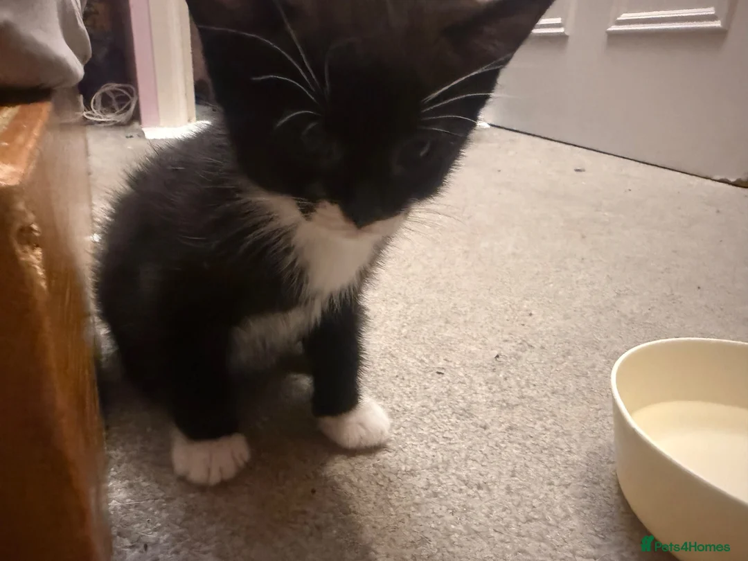Domestic Shorthair cats for sale: 3 female kittens  in Gillingham - Advert 1