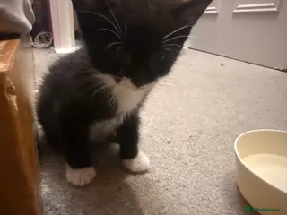 Domestic Shorthair cats 3 female kittens - Advert 1