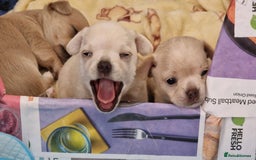 Chihuahua dogs for sale: Short-Haired Applehead Chihuahuas - Image 6