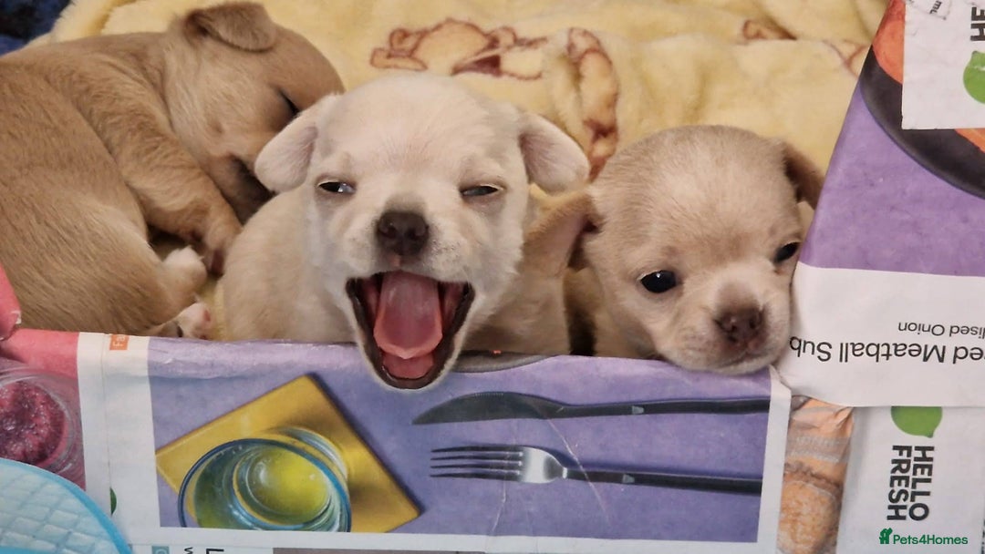Chihuahua dogs for sale: Short-Haired Applehead Chihuahuas - Image 6
